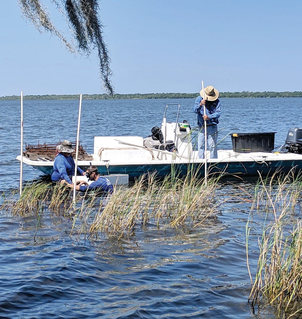 Thousands of native aquatic plants are being transplanted into Lake Trafford.